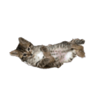 海鮮猫の日常（個別スタンプ：16）