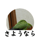 コザクラインコのうめちゃん5（個別スタンプ：8）