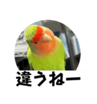 コザクラインコのうめちゃん5（個別スタンプ：10）