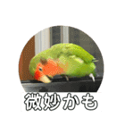 コザクラインコのうめちゃん5（個別スタンプ：12）