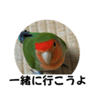 コザクラインコのうめちゃん5（個別スタンプ：17）