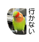 コザクラインコのうめちゃん5（個別スタンプ：25）