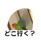 コザクラインコのうめちゃん5（個別スタンプ：26）