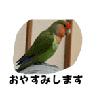 コザクラインコのうめちゃん5（個別スタンプ：30）