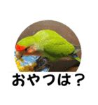 コザクラインコのうめちゃん5（個別スタンプ：37）