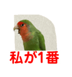 コザクラインコのうめちゃん3（個別スタンプ：1）