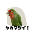 コザクラインコのうめちゃん3（個別スタンプ：4）