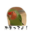 コザクラインコのうめちゃん3（個別スタンプ：5）