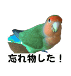 コザクラインコのうめちゃん3（個別スタンプ：7）