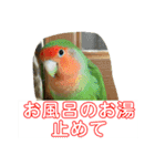 コザクラインコのうめちゃん3（個別スタンプ：9）