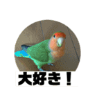 コザクラインコのうめちゃん3（個別スタンプ：11）