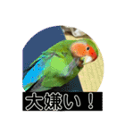 コザクラインコのうめちゃん3（個別スタンプ：12）