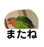 コザクラインコのうめちゃん3（個別スタンプ：17）