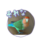 コザクラインコのうめちゃん3（個別スタンプ：28）