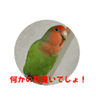 コザクラインコのうめちゃん3（個別スタンプ：32）