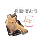 子猫のレクとサス（個別スタンプ：6）