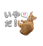 子猫のレクとサス（個別スタンプ：10）