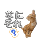 子猫のレクとサス（個別スタンプ：11）