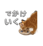 子猫のレクとサス（個別スタンプ：15）