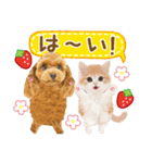 かわいい犬たち❤️モグいちご❤️プードル（個別スタンプ：3）