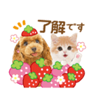 かわいい犬たち❤️モグいちご❤️プードル（個別スタンプ：4）