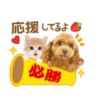 かわいい犬たち❤️モグいちご❤️プードル（個別スタンプ：6）