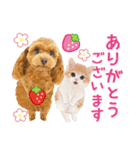 かわいい犬たち❤️モグいちご❤️プードル（個別スタンプ：7）