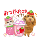 かわいい犬たち❤️モグいちご❤️プードル（個別スタンプ：9）