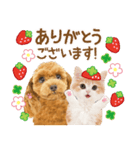 かわいい犬たち❤️モグいちご❤️プードル（個別スタンプ：10）