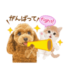 かわいい犬たち❤️モグいちご❤️プードル（個別スタンプ：11）