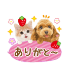 かわいい犬たち❤️モグいちご❤️プードル（個別スタンプ：12）