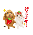 かわいい犬たち❤️モグいちご❤️プードル（個別スタンプ：16）