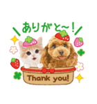 かわいい犬たち❤️モグいちご❤️プードル（個別スタンプ：17）