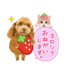 かわいい犬たち❤️モグいちご❤️プードル（個別スタンプ：18）