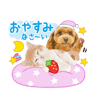 かわいい犬たち❤️モグいちご❤️プードル（個別スタンプ：19）