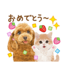 かわいい犬たち❤️モグいちご❤️プードル（個別スタンプ：20）