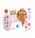 かわいい犬たち❤️モグいちご❤️プードル（個別スタンプ：21）