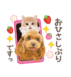 かわいい犬たち❤️モグいちご❤️プードル（個別スタンプ：22）