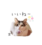 華空姉妹（個別スタンプ：3）
