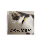 ABC cats and don'tdogs（個別スタンプ：4）