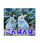 リアル☆温暖化対策をする可愛いウサギ達（個別スタンプ：3）