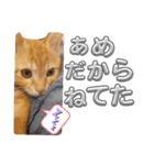 猫のレクとサス 〜梅雨バージョン〜（個別スタンプ：3）