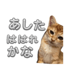 猫のレクとサス 〜梅雨バージョン〜（個別スタンプ：7）