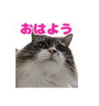 愛すべき家族たち1（個別スタンプ：1）