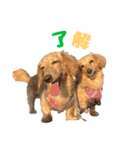 愛すべき家族たち1（個別スタンプ：4）