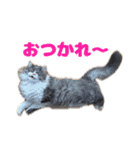 愛すべき家族たち1（個別スタンプ：6）