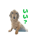 愛すべき家族たち1（個別スタンプ：17）