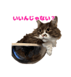 愛すべき家族たち1（個別スタンプ：31）