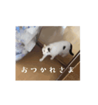 動くしいスタンプ（個別スタンプ：6）