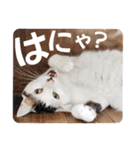 猫日和からオノマトペ（個別スタンプ：3）